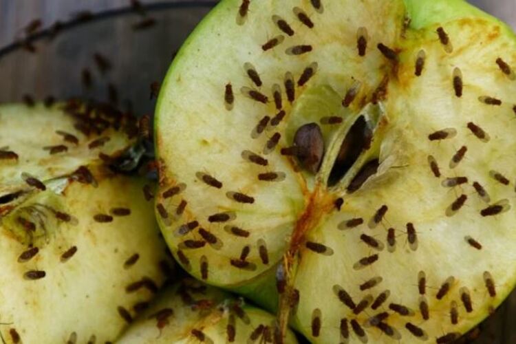 ذباب الفاكهة - تنواع الحشرات الطائرة